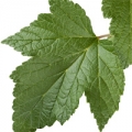 برگ توت سیاه Black Currant Leaf